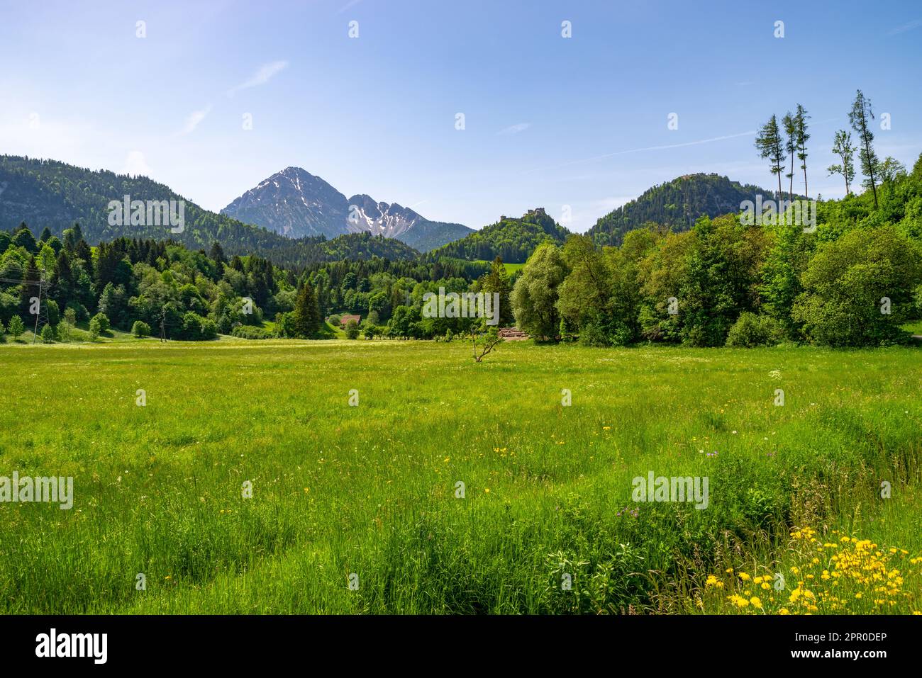 Genießen Sie den Sonnenschein über einer Bergwiese, auf der eine Vielzahl von Wildblumen blühen. In den Bergen und den Ruinen von Schloss Ehrenberg. Stockfoto