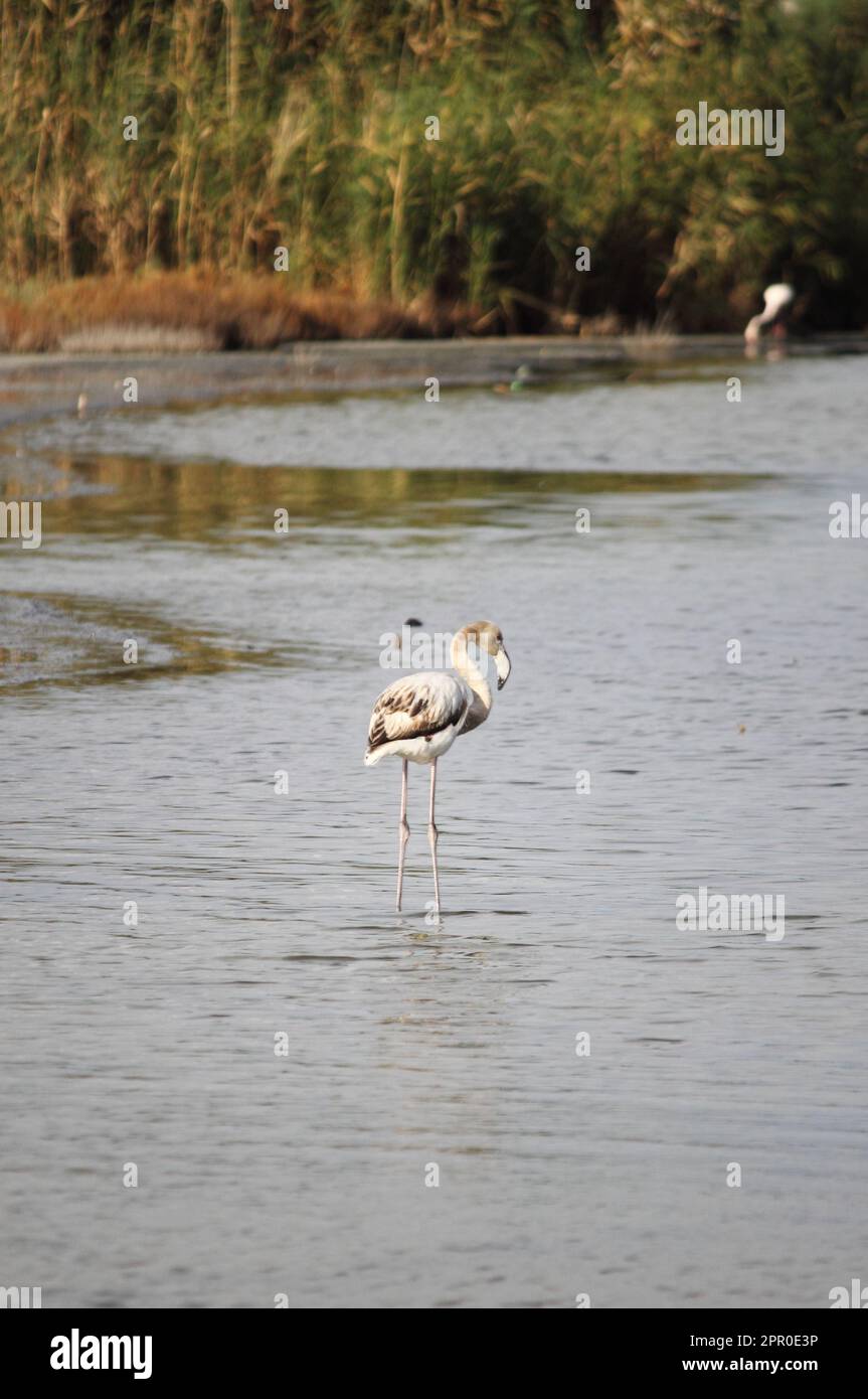 Flamingo in Molentargius Park von Cagliari. Sardinien, Italien Stockfoto