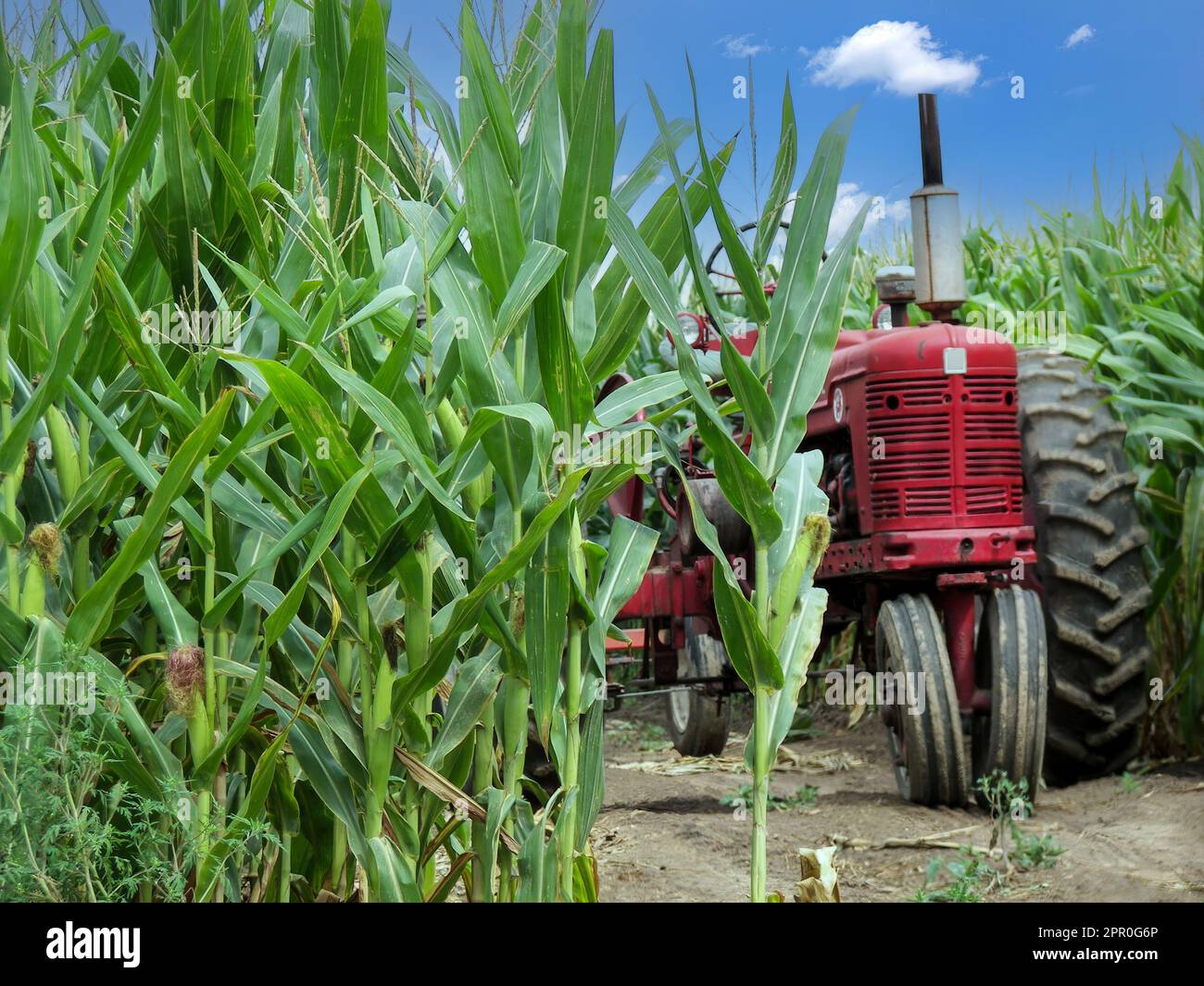 Ein alter roter Farmtraktor in einem Maisfeld im Mittleren Westen der USA Stockfoto