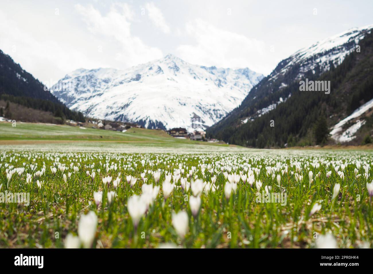 Krokuswiese im Frühling in den Ötztaler Alpen Stockfoto