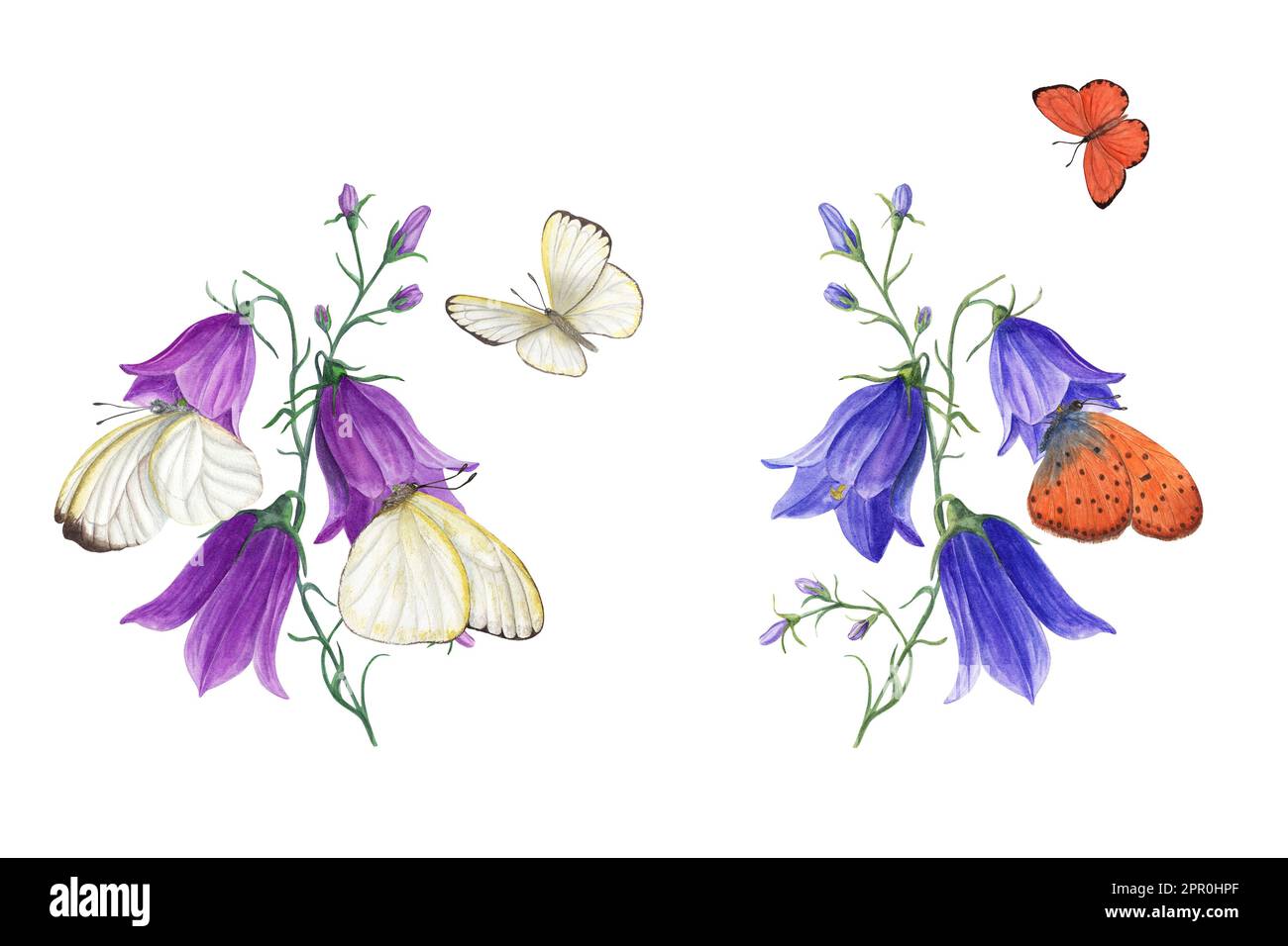 Aquarelle Bouquets von campanula, Schmetterlinge isoliert auf weißem Hintergrund. Blumenzeichnung für Postkarte, „Save the Date“, Valentinstag, Karten Stockfoto