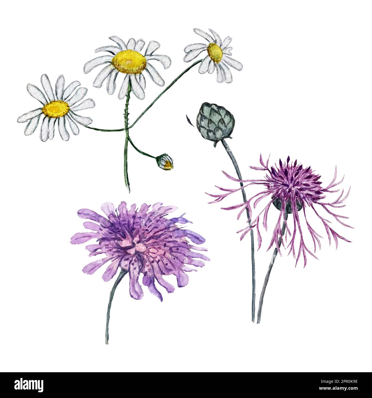 Aquarellbildner Korostavnik, Maisblume und Kamille Stockfoto