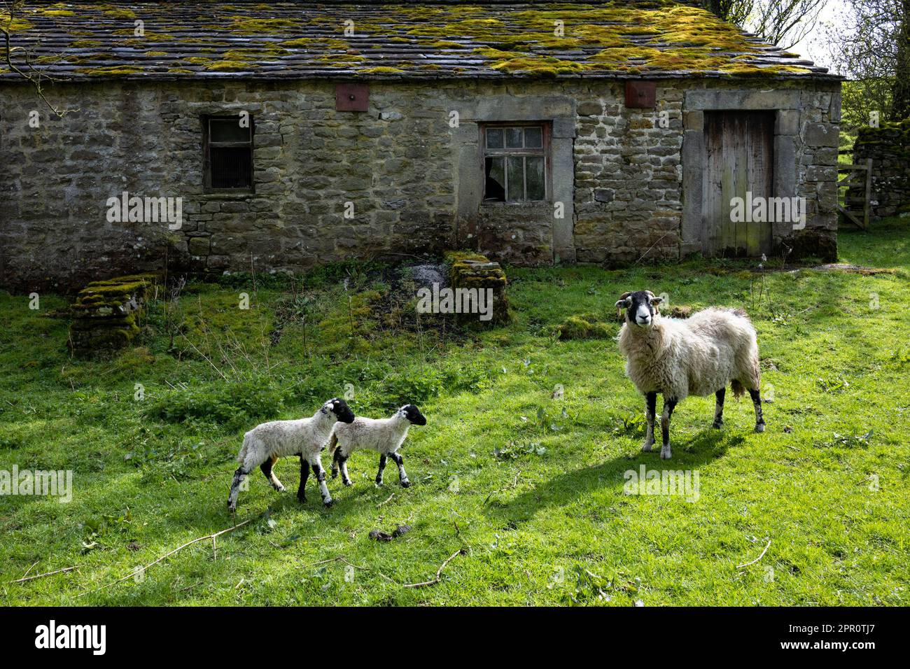 Yorkshire Dales Scene - Swaledale-Schaf und Lämmer vor dem alten Steingebäude - Yorkshire Dales, England, Großbritannien Stockfoto