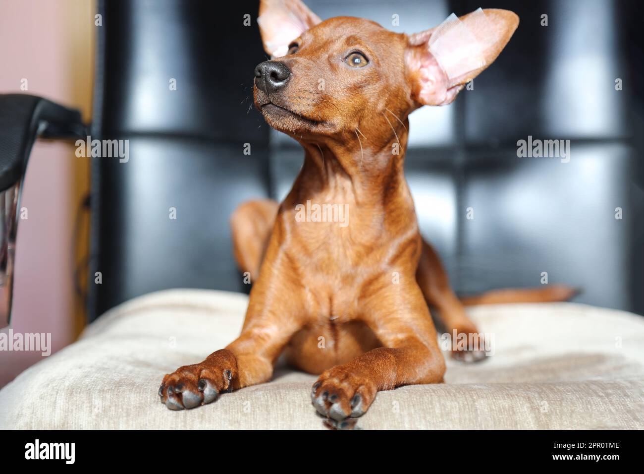 Der Hund liegt auf einem Stuhl. Das Hündchen schaut weg. Der Maulkorb des Hundes ist in der Nähe. Ein gehorsames und ausgebildetes Haustier. Porträt eines Tieres. Stockfoto