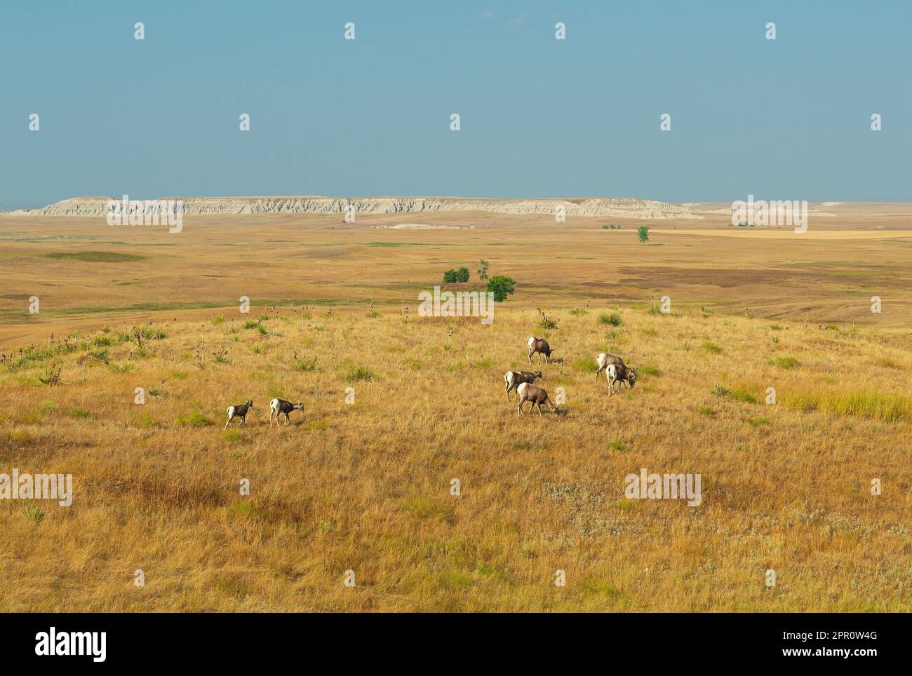 Herde von Dickhornschafen (Ovis canadensis) bei Sonnenuntergang, Badlands-Nationalpark, South Dakota, USA. Stockfoto