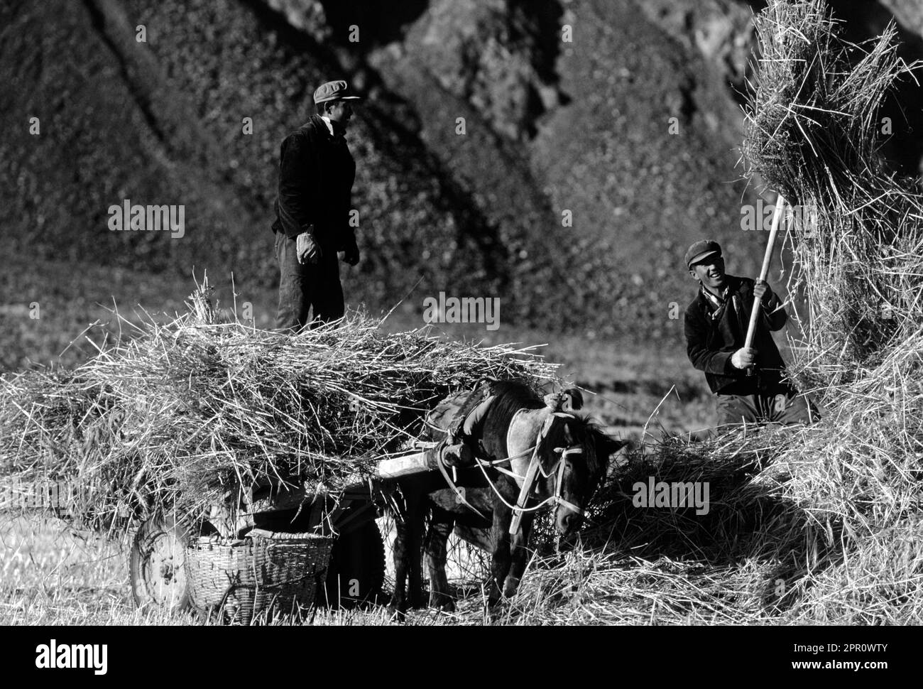 Tibetische Bauern ernten Gerstenstroh mit einem Pferdewagen - Gyantse Valley, Tibet Stockfoto