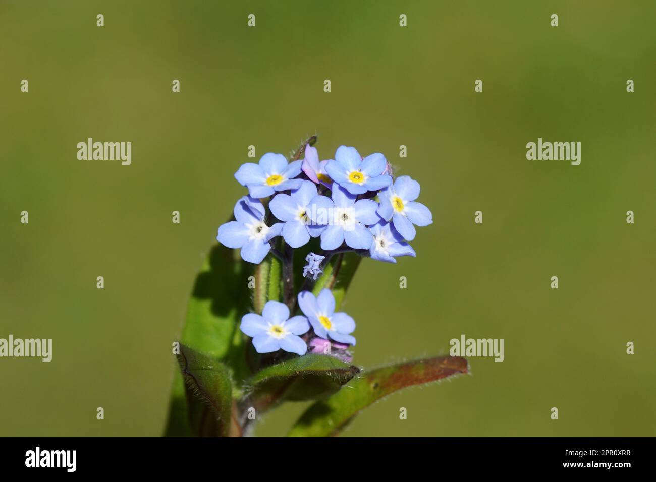 Holz vergessen-mich-nicht, Wald vergessen-mich-nicht (Myosotis sylvatica). Borretsch- oder Vergessen-nicht-Familie (Boraginaceae). Verblasster holländischer Garten, Frühling, april Stockfoto