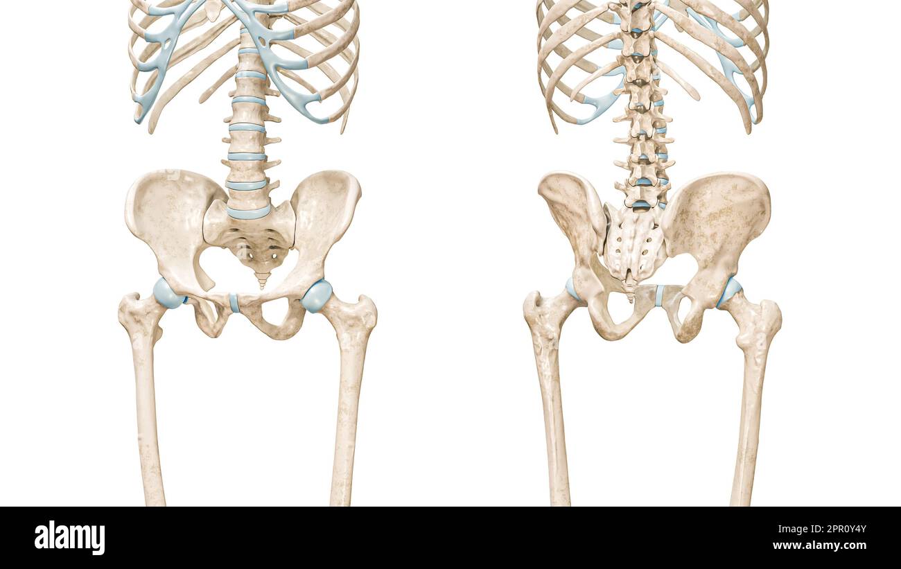 Becken- oder Beckenringknochen Vorder- und Rückansicht 3D-Darstellung isoliert auf Weiß mit Kopierbereich. Menschliche Skelettanatomie, medizinisches Diagramm Stockfoto