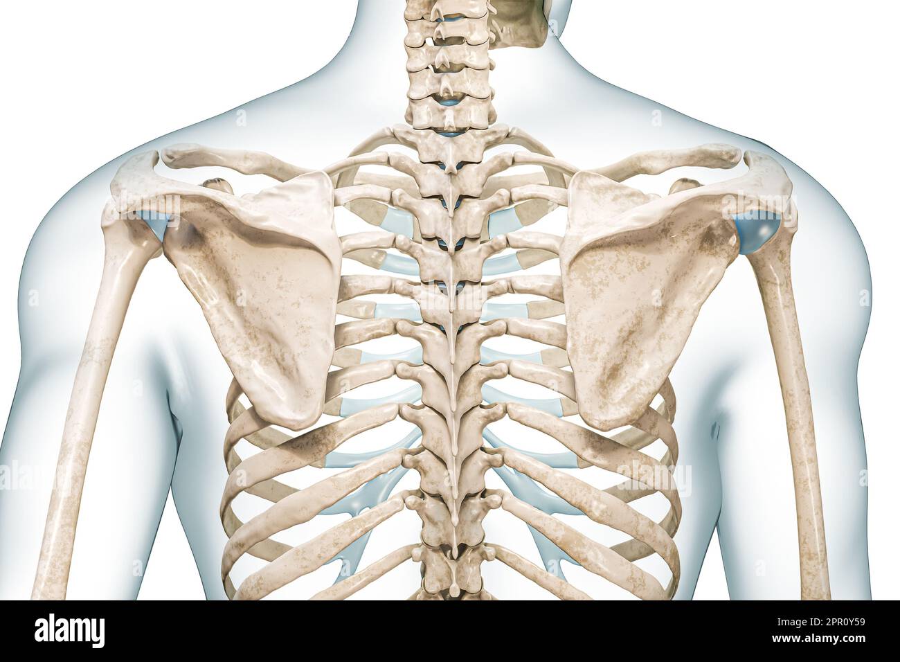 Rückansicht von Schulterblatt und Wirbelsäule mit Körperkonturen 3D-Darstellung isoliert auf Weiß mit Kopierbereich. Menschliche Skelett- und Wirbelsäulenanatomie, medizinisch Stockfoto