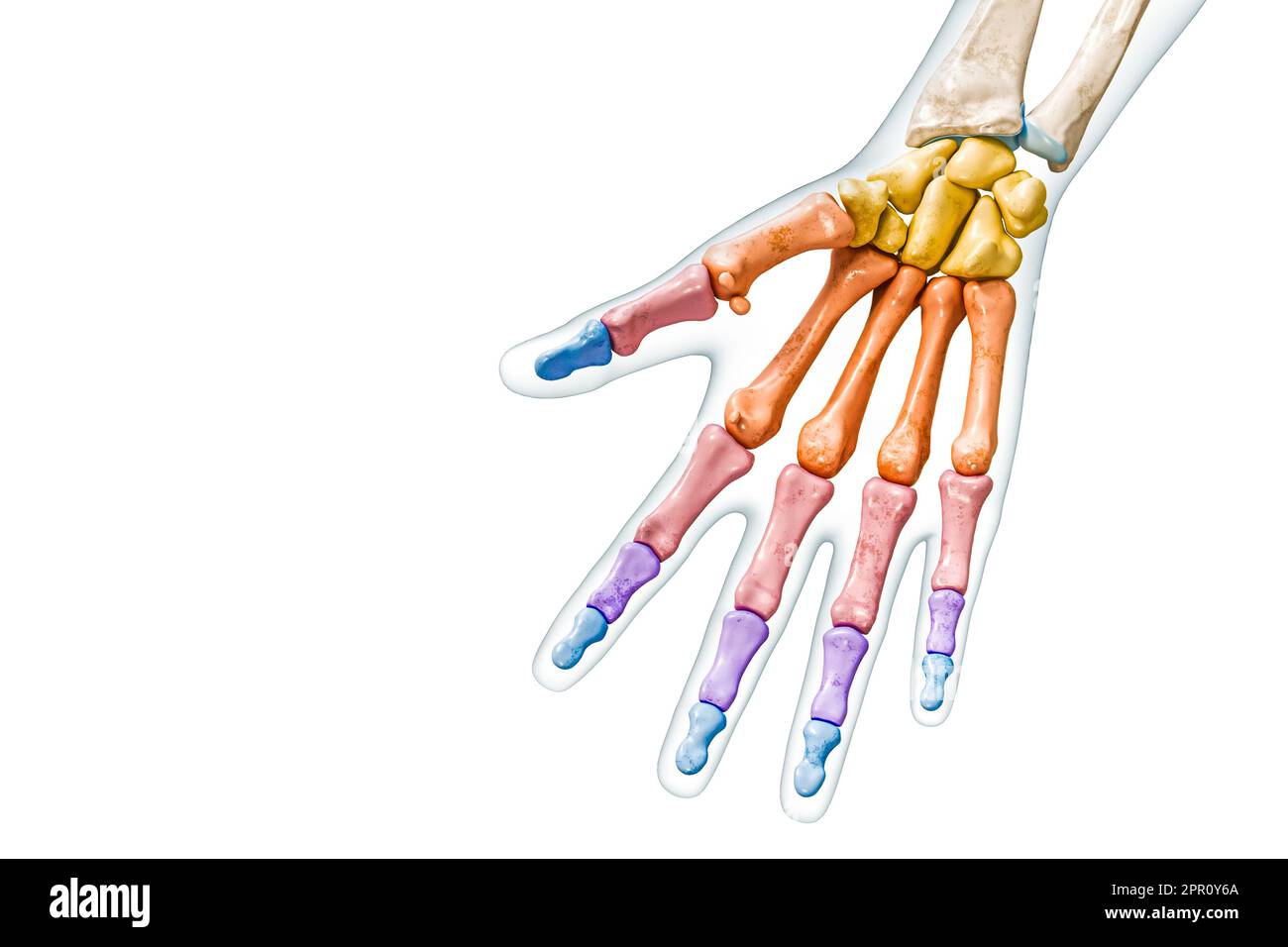 Knochengruppen der Hand und Finger, die mit Farben mit Körper 3D-Darstellung gekennzeichnet sind, isoliert auf Weiß mit Kopierbereich. Menschliche Skelettanatomie Stockfoto