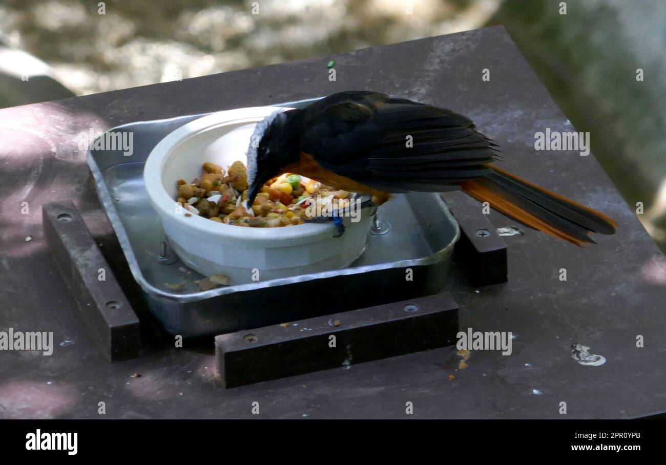 Los Angeles, Kalifornien, USA 21. April 2023 am 21. April 2023 in Los Angeles, Kalifornien, USA, wurde Robin Chat Bird im Vogelhaus im LA Zoo gekrönt. Foto: Barry King/Alamy Stock Photo Stockfoto