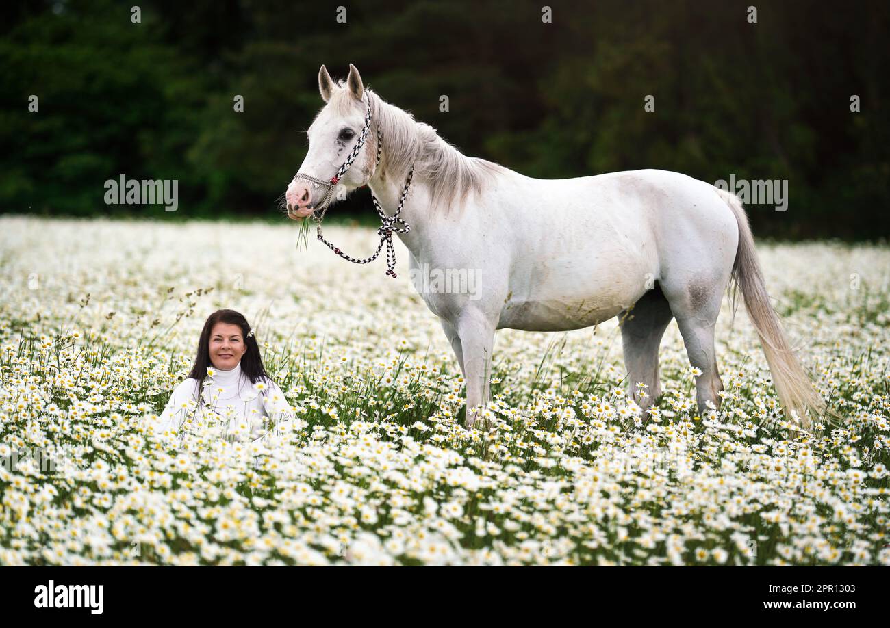 Eine Frau, die auf einer Frühlingswiese voller Gänseblümchen sitzt, ein weißes arabisches Pferd neben ihr Stockfoto