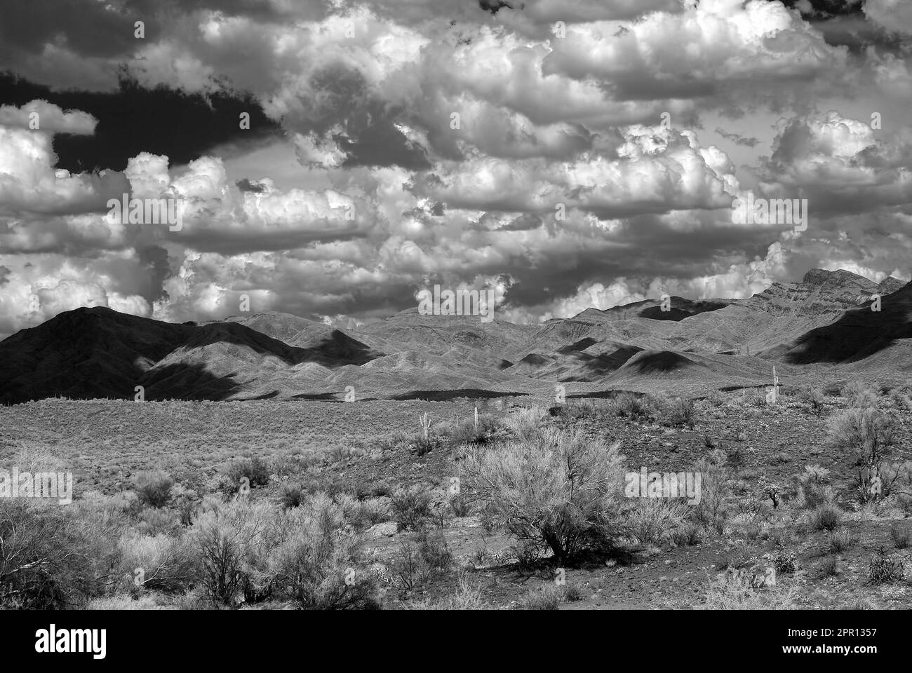Die Sonora Wüste im Zentrum von Arizona USA Stockfoto