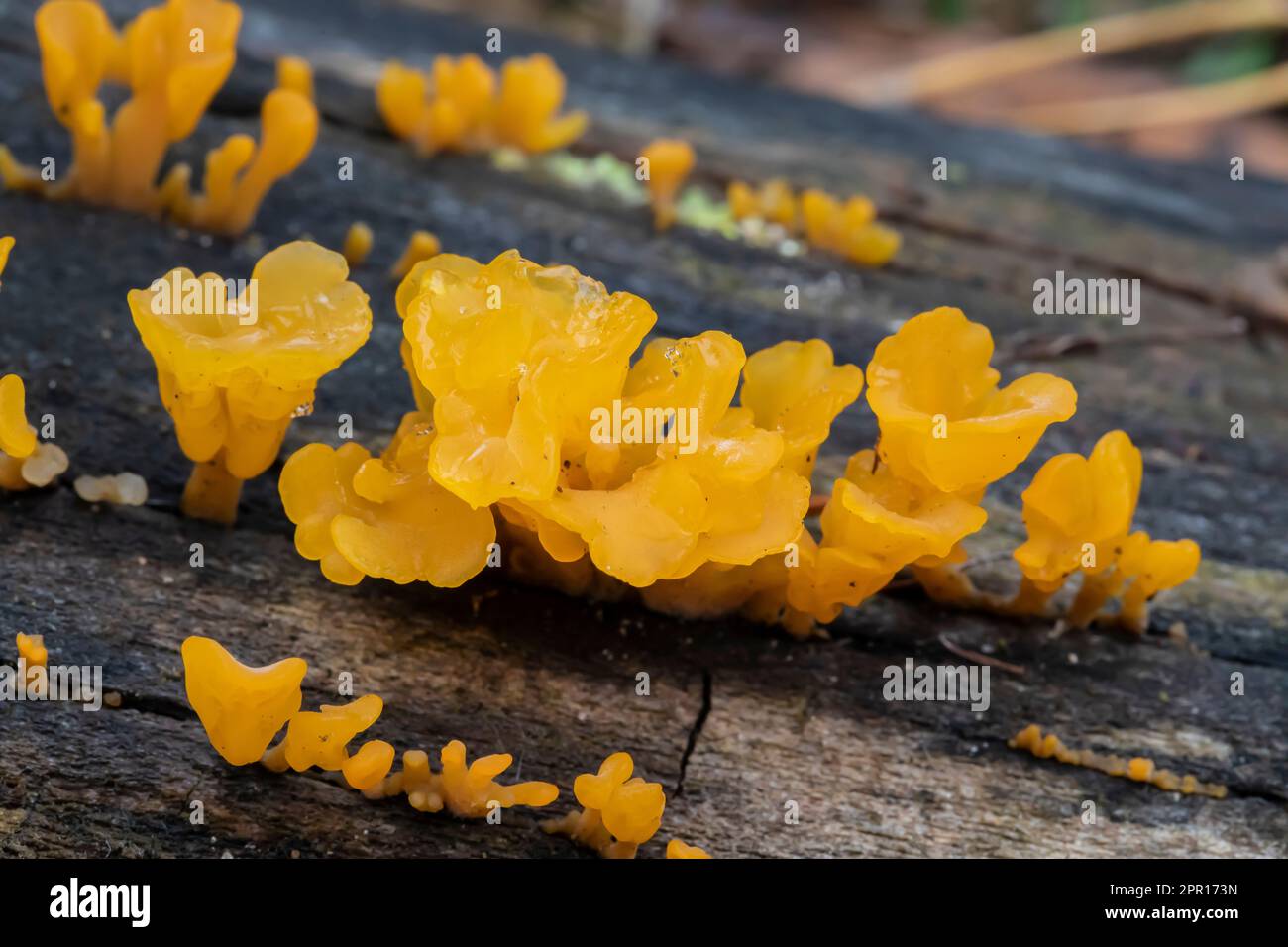 Hexenbutter, Tremella mesenterica, wächst aus einem verfallenen Baumstamm in Zentral-Michigan, USA Stockfoto