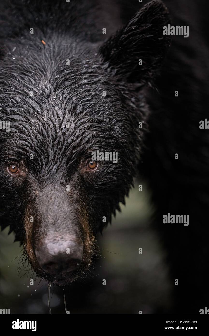 Angeln Von Schwarzbären Stockfoto