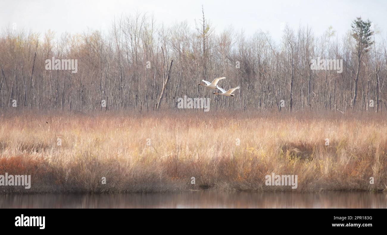 Trompeterschwäne fliegen im Frühling über ein lokales Sumpfgebiet Stockfoto