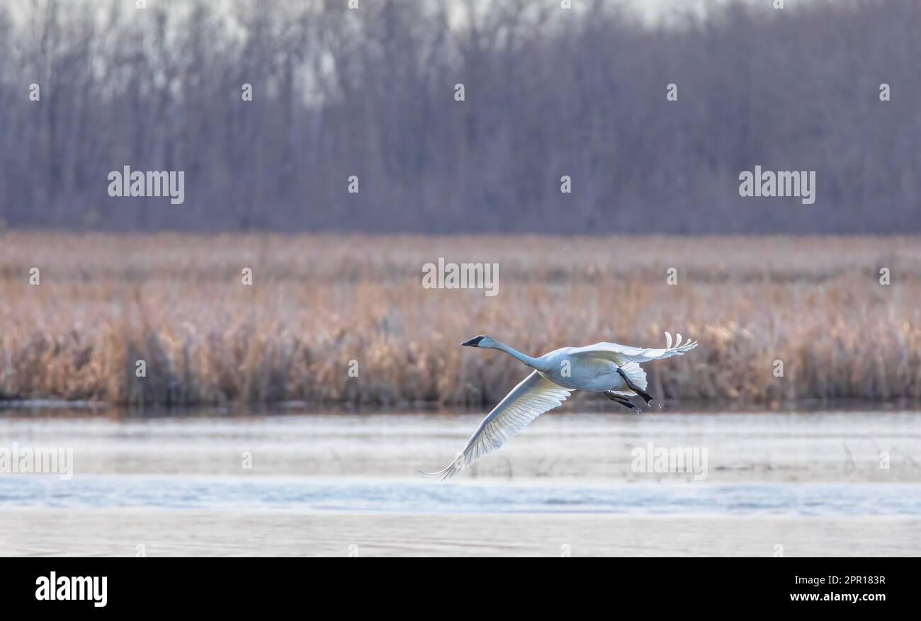 Ein einsamer Trompeterschwan fliegt im Frühling über einem lokalen Sumpf Stockfoto