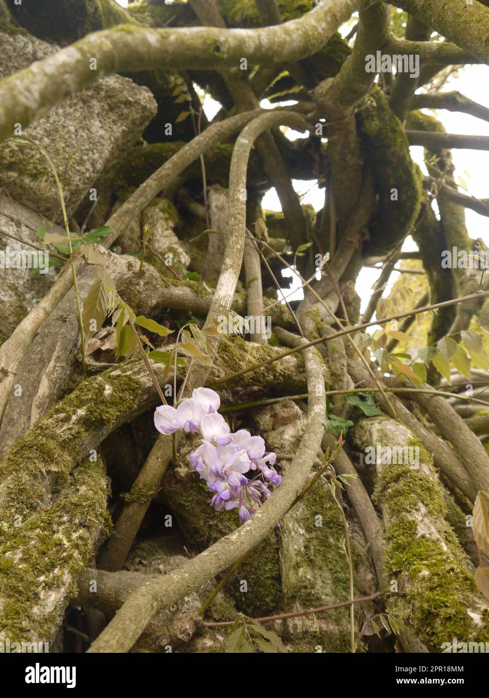 Eine Wisteria-Blume (Wisteria sinensis) inmitten reifer Reben, die in den Lost Gardens of Heligan an einer Mauer wachsen Stockfoto