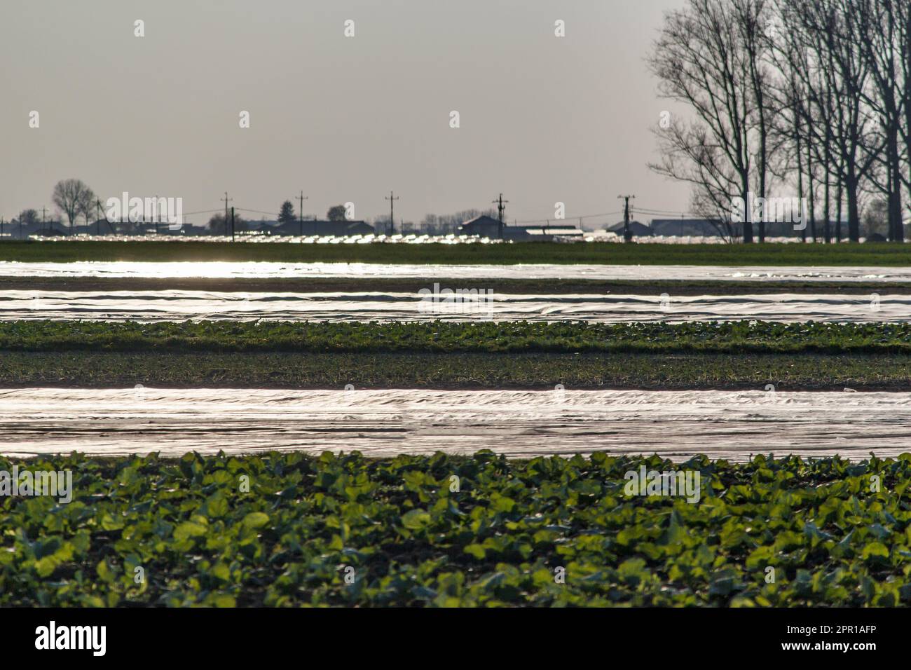 Folien auf ländlichen Feldern, die die Ernte bedecken Stockfoto