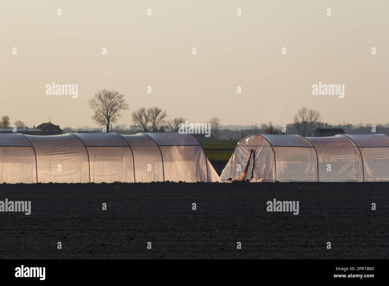 Folien auf ländlichen Feldern, die die Ernte bedecken Stockfoto