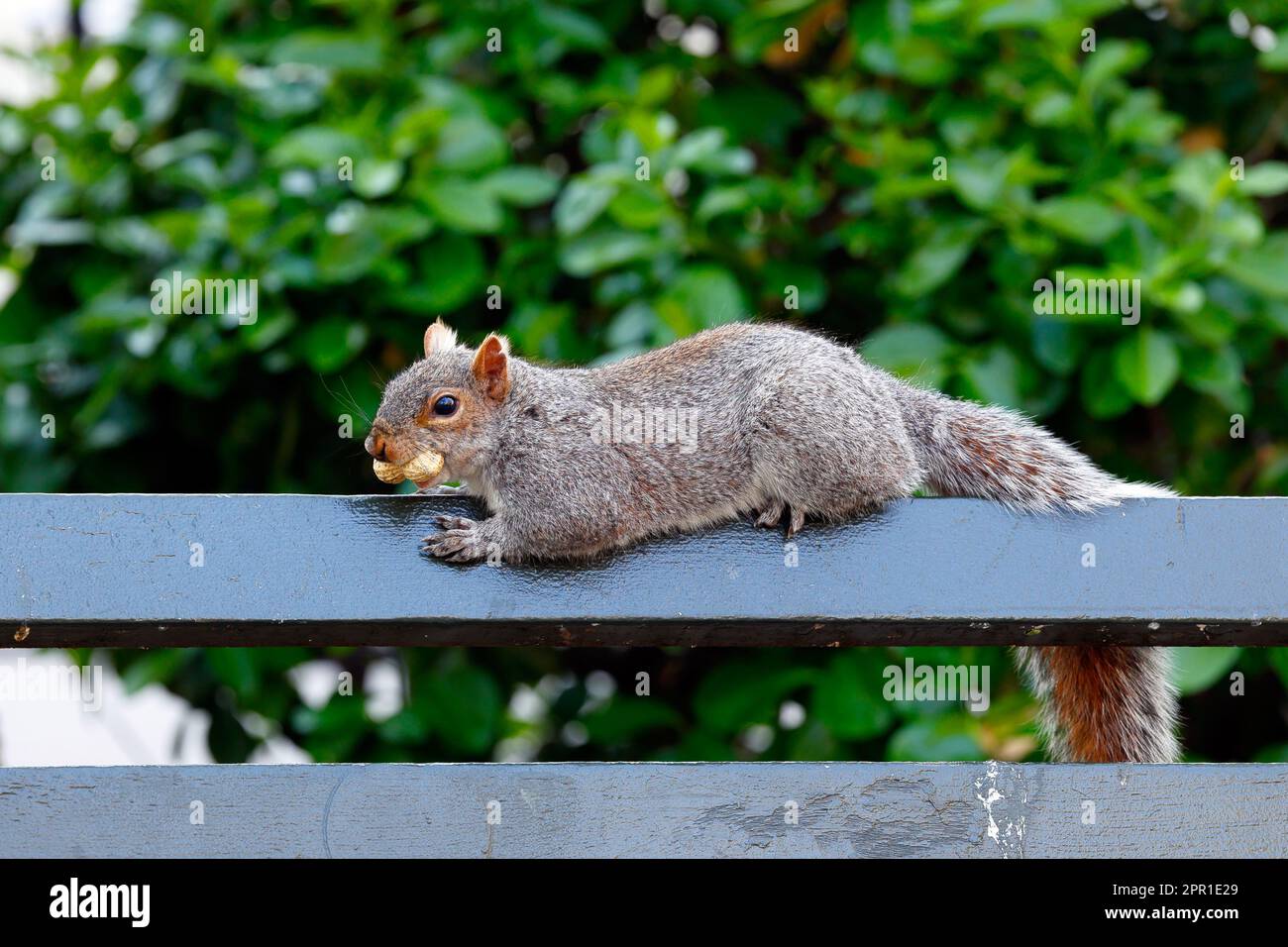 Ein östliches graues Eichhörnchen (Sciurus carolinensis), das auf einem Geländer mit einer Erdnuss im Mund spuckt Stockfoto