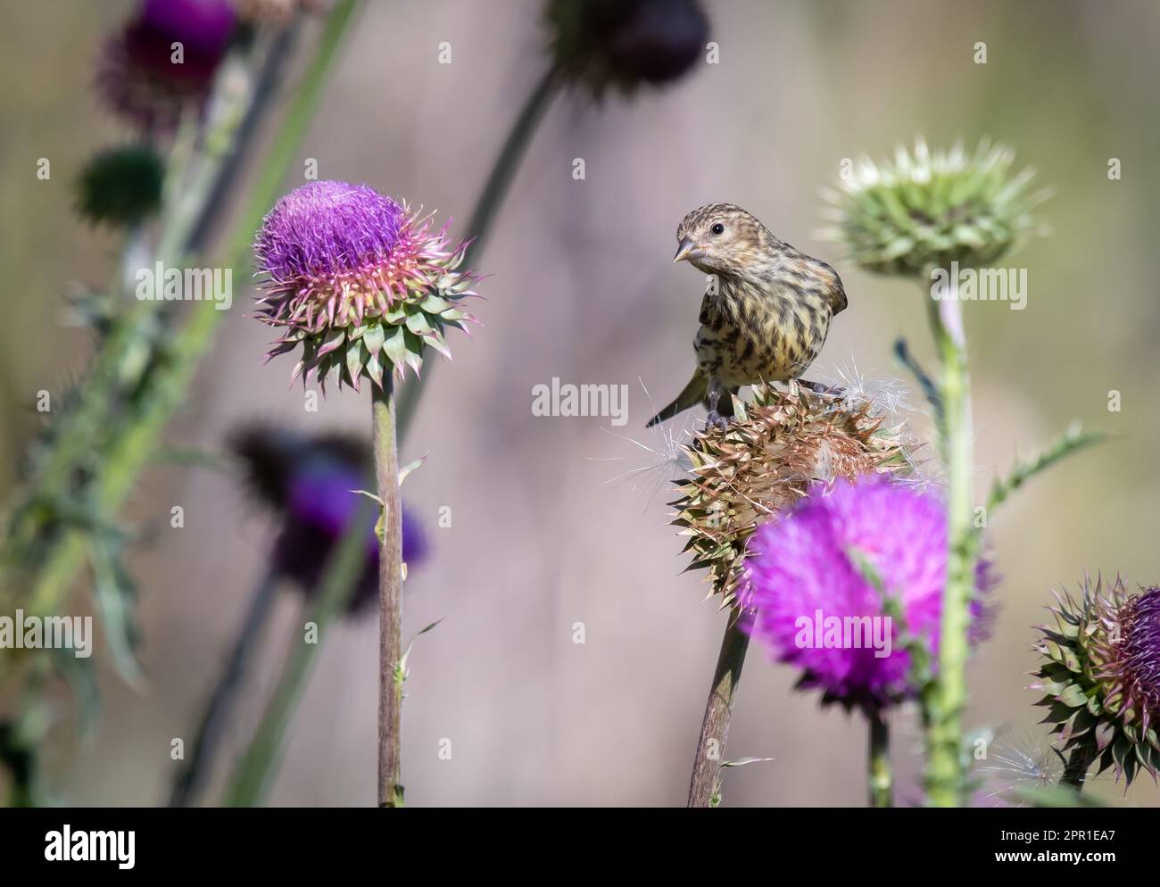 Ein wunderschöner Kiefer-Siskin (Spinus pinus), der sich auf einer Colorado-Wiese von den Samen der Distel ernährt. Stockfoto
