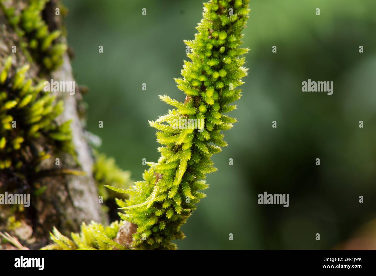 Falten-Foxtail Moss (Brachythecium laetum) am Ast Stockfoto