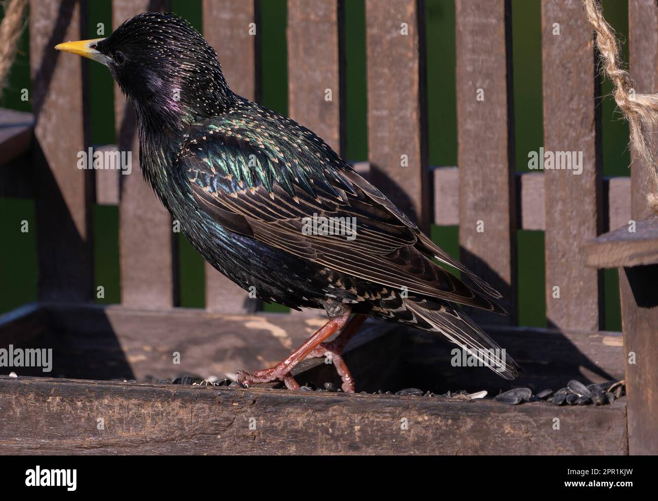 Ein Starling auf dem Hinterhof-Deck Stockfoto