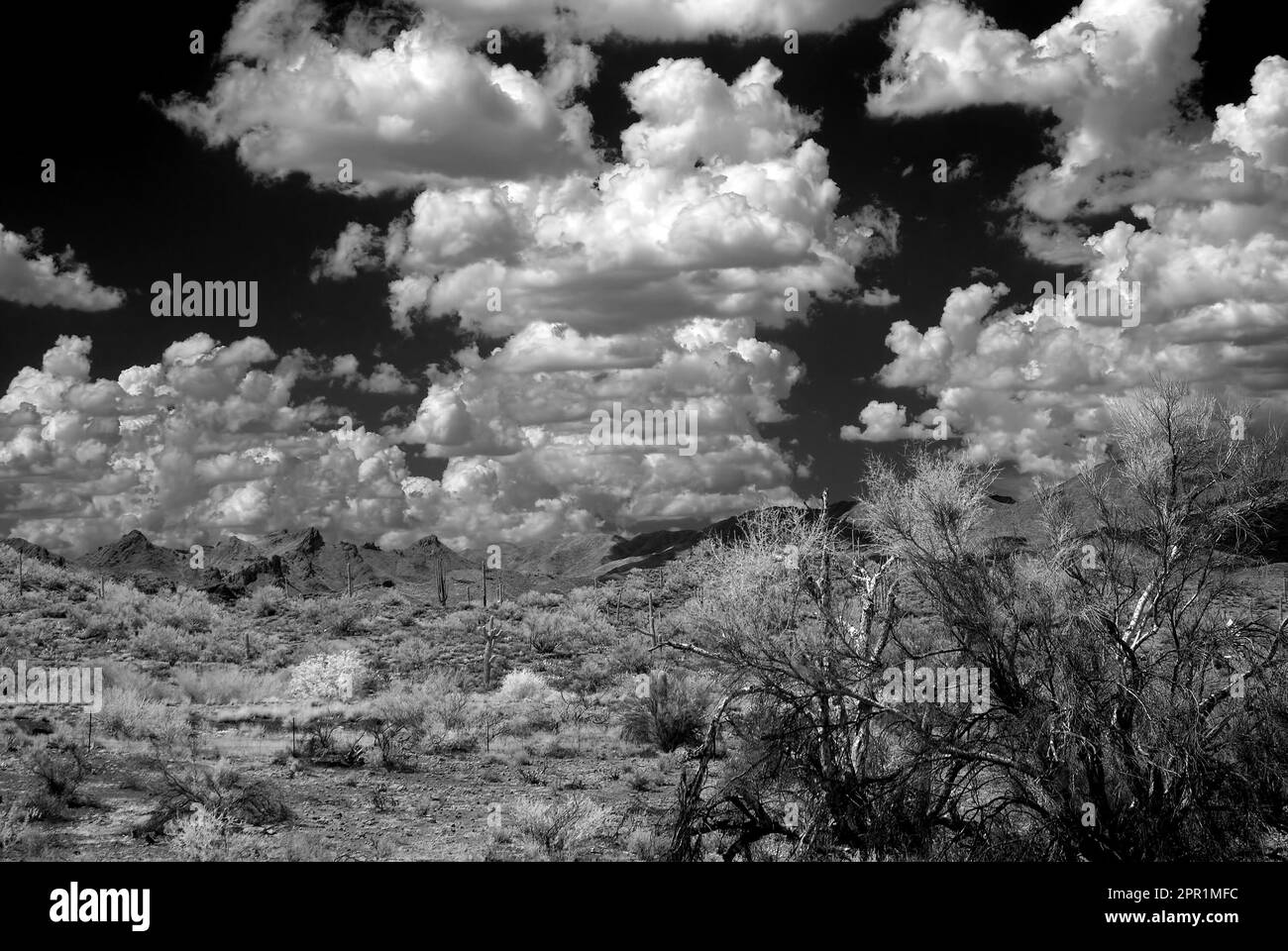 Die Sonora Wüste im Zentrum von Arizona USA Stockfoto
