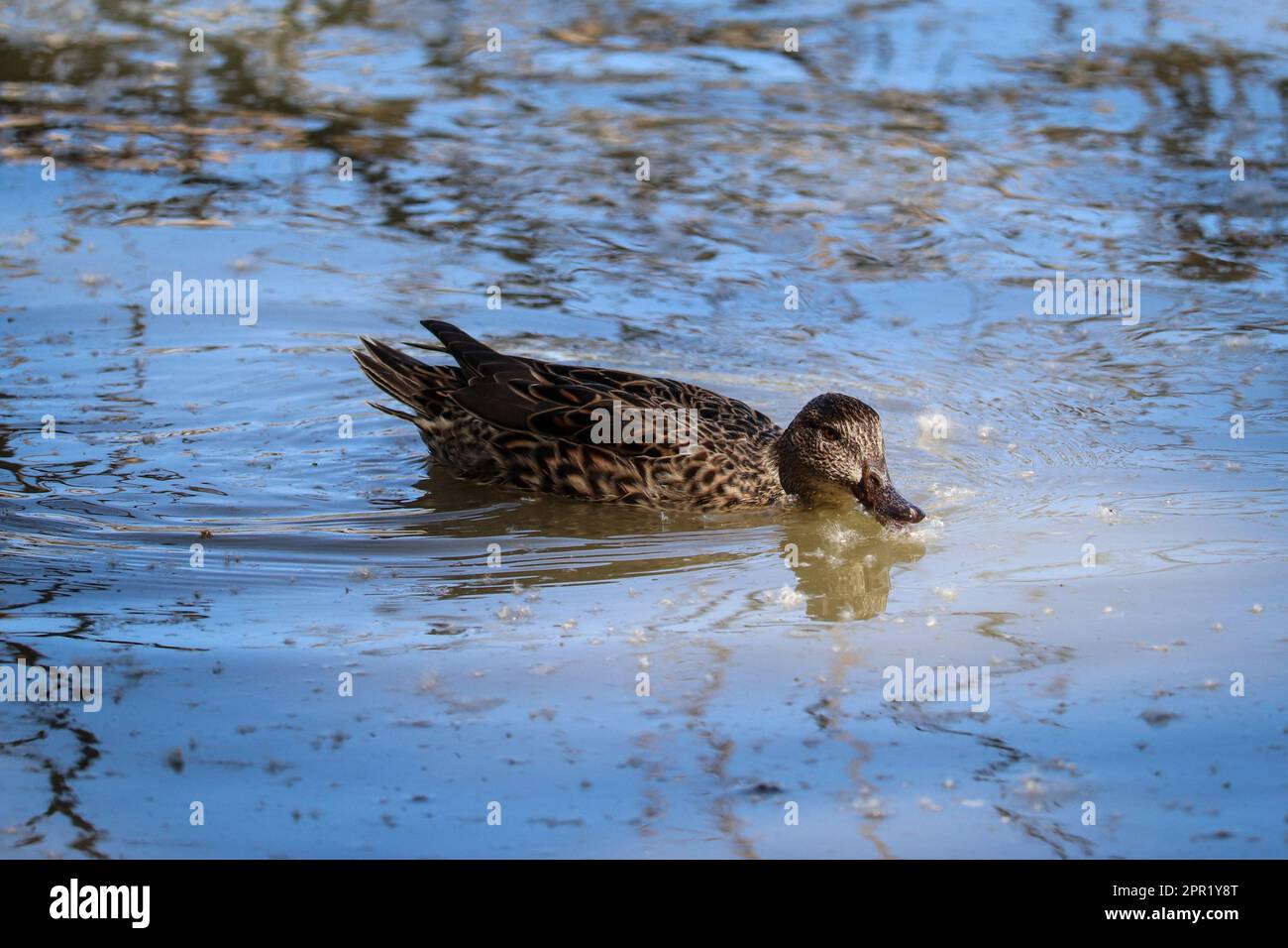 Weibliche Zimtblaugrün oder Anas cyanoptera, die sich auf der Uferfarm in Arizona von Baumwollholzsamen ernähren. Stockfoto
