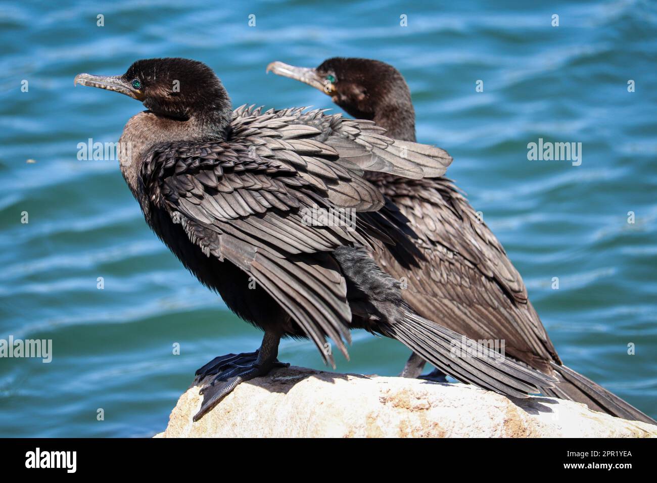 Neotropische Kormorane oder Nannopterum brasilianum, das auf einem Felsen auf der Uferfarm in Arizona steht. Stockfoto