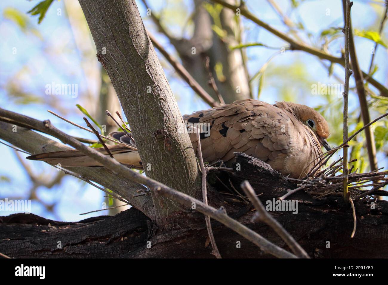 Trauernde Taube oder Zenaida macroura, die auf der Uferfarm in Arizona in einem Mesquite-Baum nistet. Stockfoto Trauernde Taube oder Zenaida macroura, die auf der Uferfarm in Arizona in einem Mesquite-Baum nistet. Stockfoto