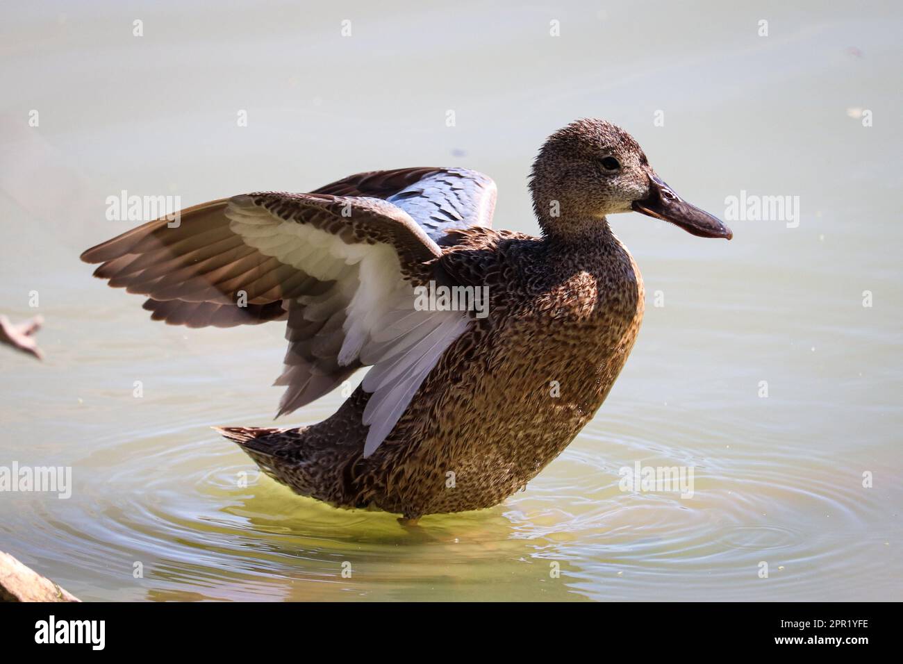 Weibliche Zimtblaugrün oder Anas cyanoptera, die ihre Flügel streckt und in einem Teich am Ufer schwimmt. Stockfoto