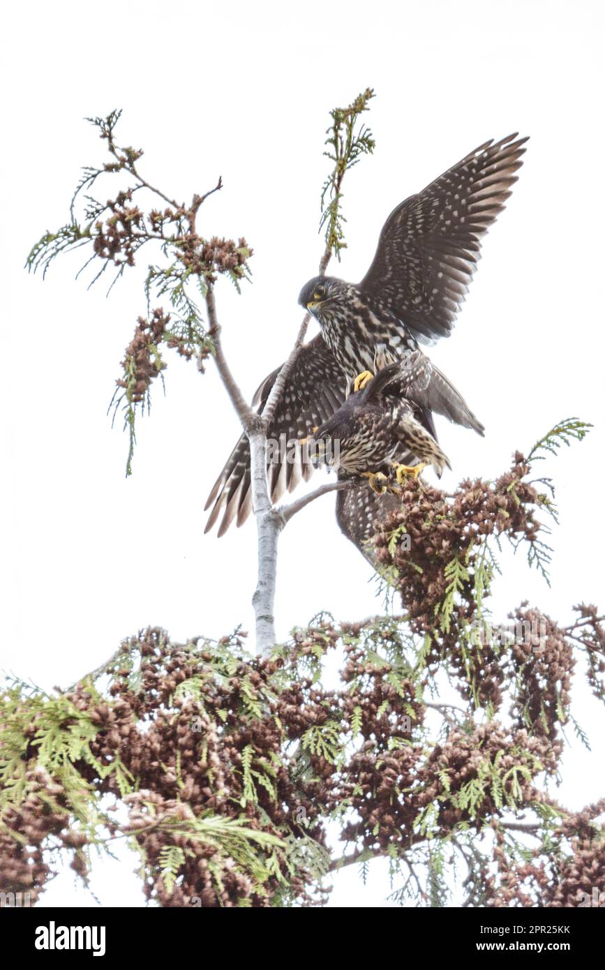 Merlin-Vogel-Paarung in Vancouver BC Kanada Stockfoto