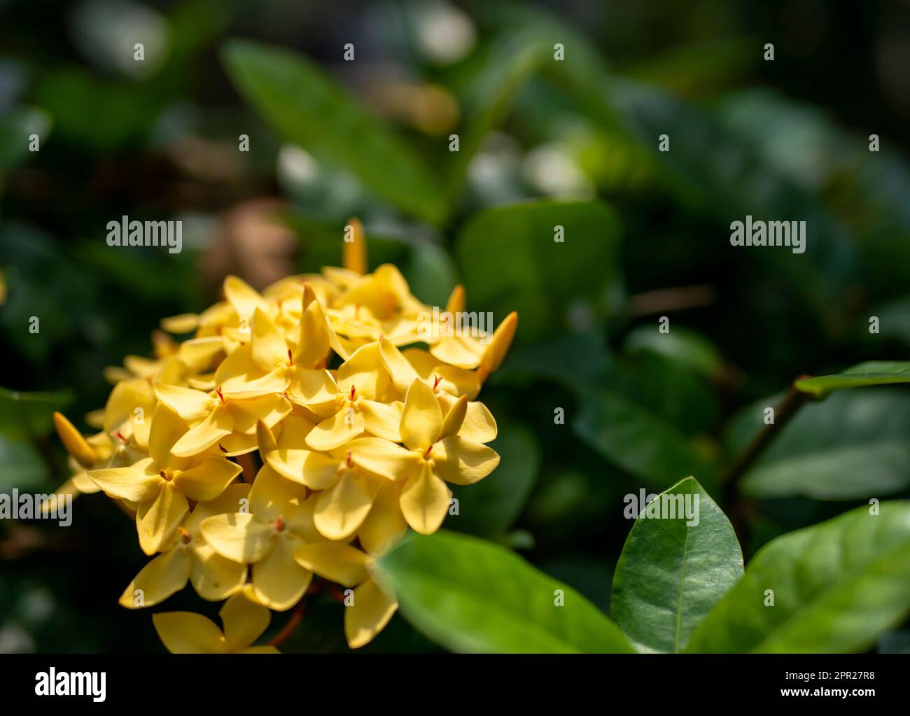 Gelbe Soka-Blume, Ixora coccinea, Dschungelgeranium, eine Art aus der Familie Rubiaceae. Oberflächliche Fokussierung Stockfoto