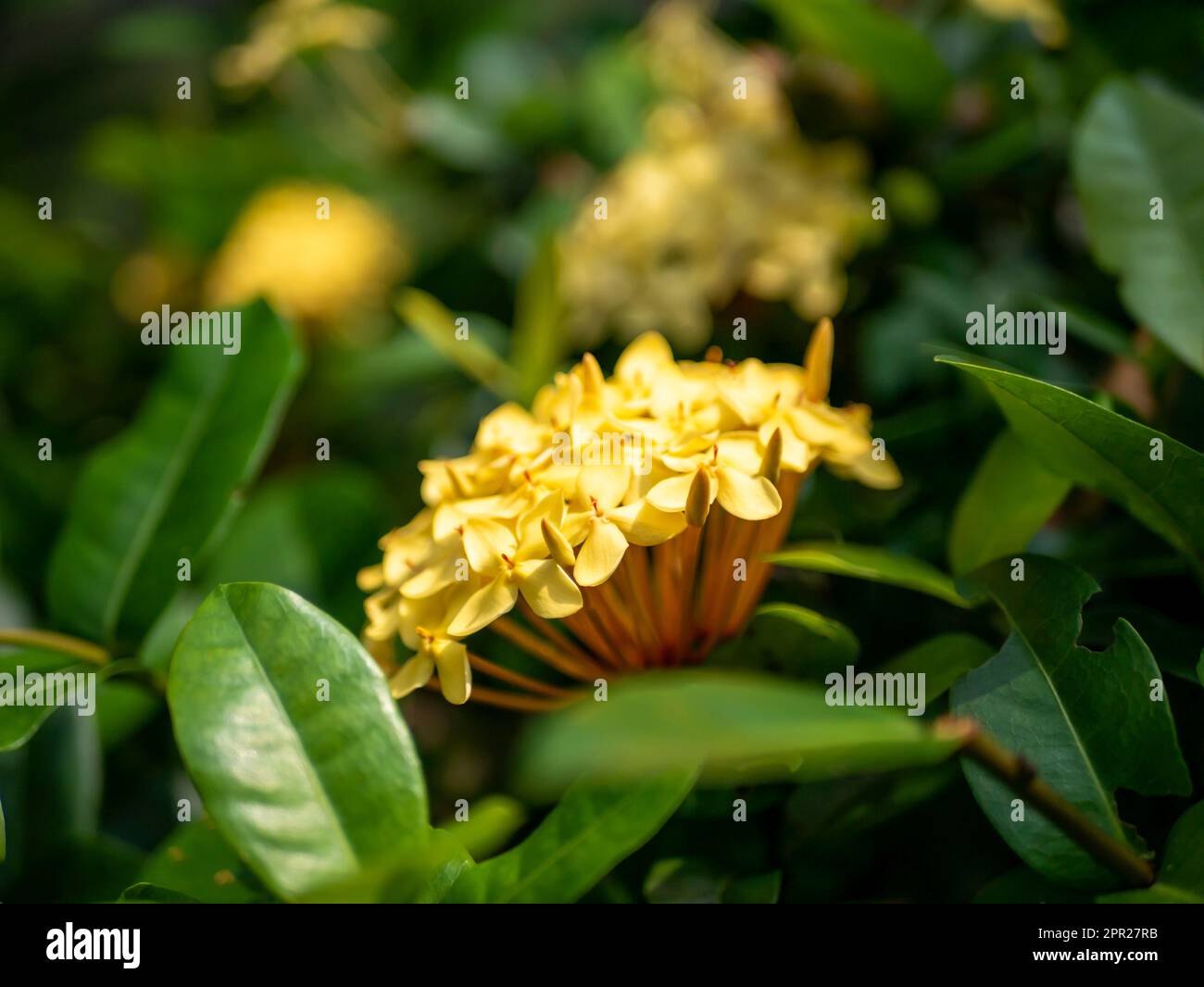Gelbe Soka-Blume, Ixora coccinea, Dschungelgeranium, eine Art aus der Familie Rubiaceae. Oberflächliche Fokussierung Stockfoto