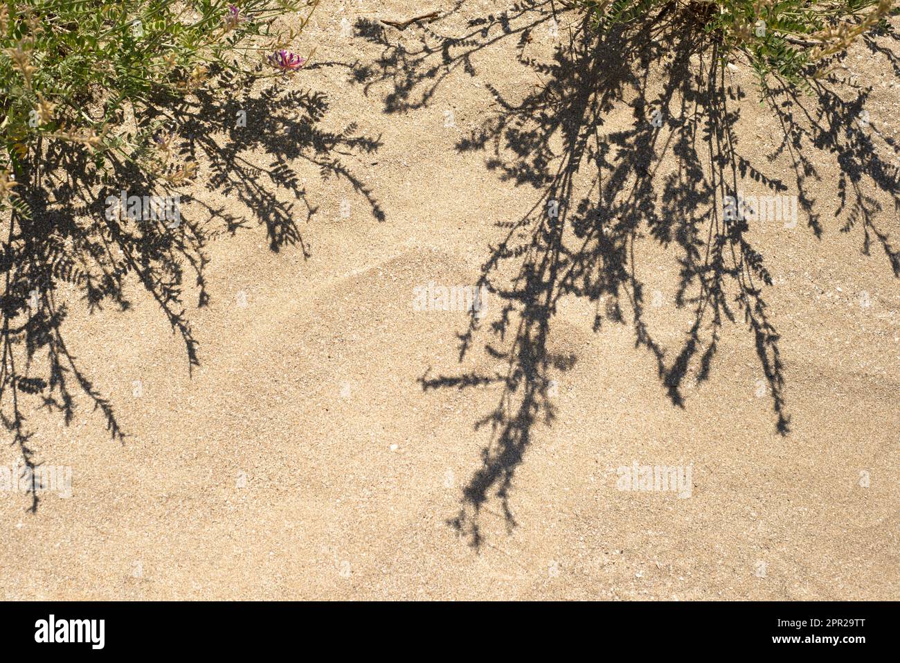 Pflanzen auf den Sanddünen. Schatten. Ökologie. Stockfoto