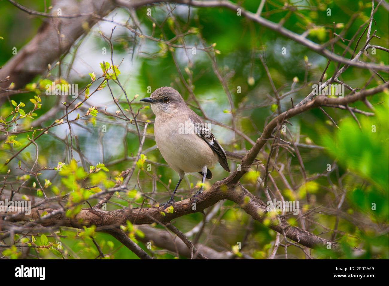 Spottdrossel in einem Baum Stockfoto
