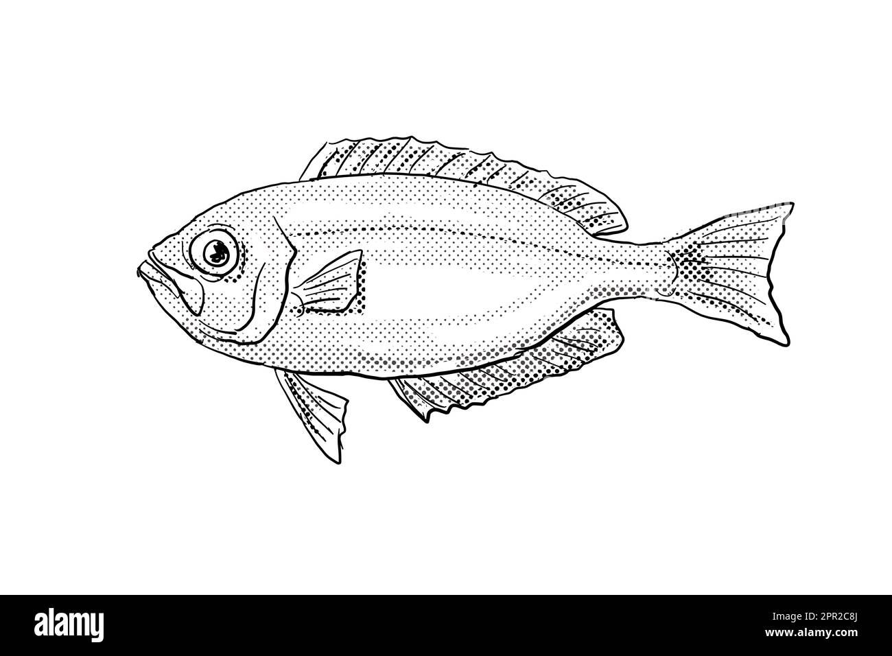 Zeichentrickzeichnung eines hawaiianischen Großaugenblicks Priacanthus meeki oder ula lau, ein Fisch, der auf Hawaii und hawaiianische Inselgruppen endemisch ist, mit Halbtonpunkten Stockfoto