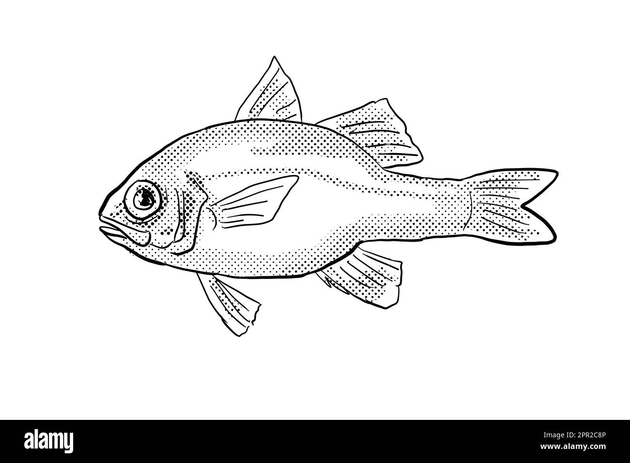 Zeichentrickzeichnung eines Apogon erythrinus oder eines hawaiianischen Rubinkardinalfisches, ein Fisch, der auf Hawaii und hawaiianischen Inselgruppen endemisch ist, mit Halbtonpunkten Stockfoto