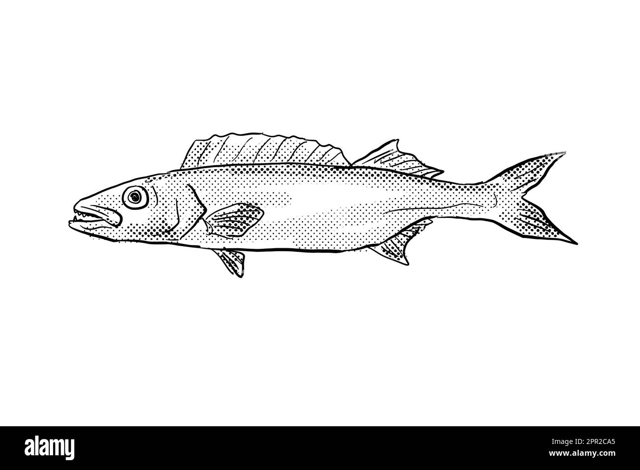 Zeichentrickstil Linienzeichnung eines Ölfischs Ruvettus pretiosus eine Art von Schlangenmakrele Fisch ist endemisch auf Hawaii und hawaiianische Inselgruppe mit ha Stockfoto