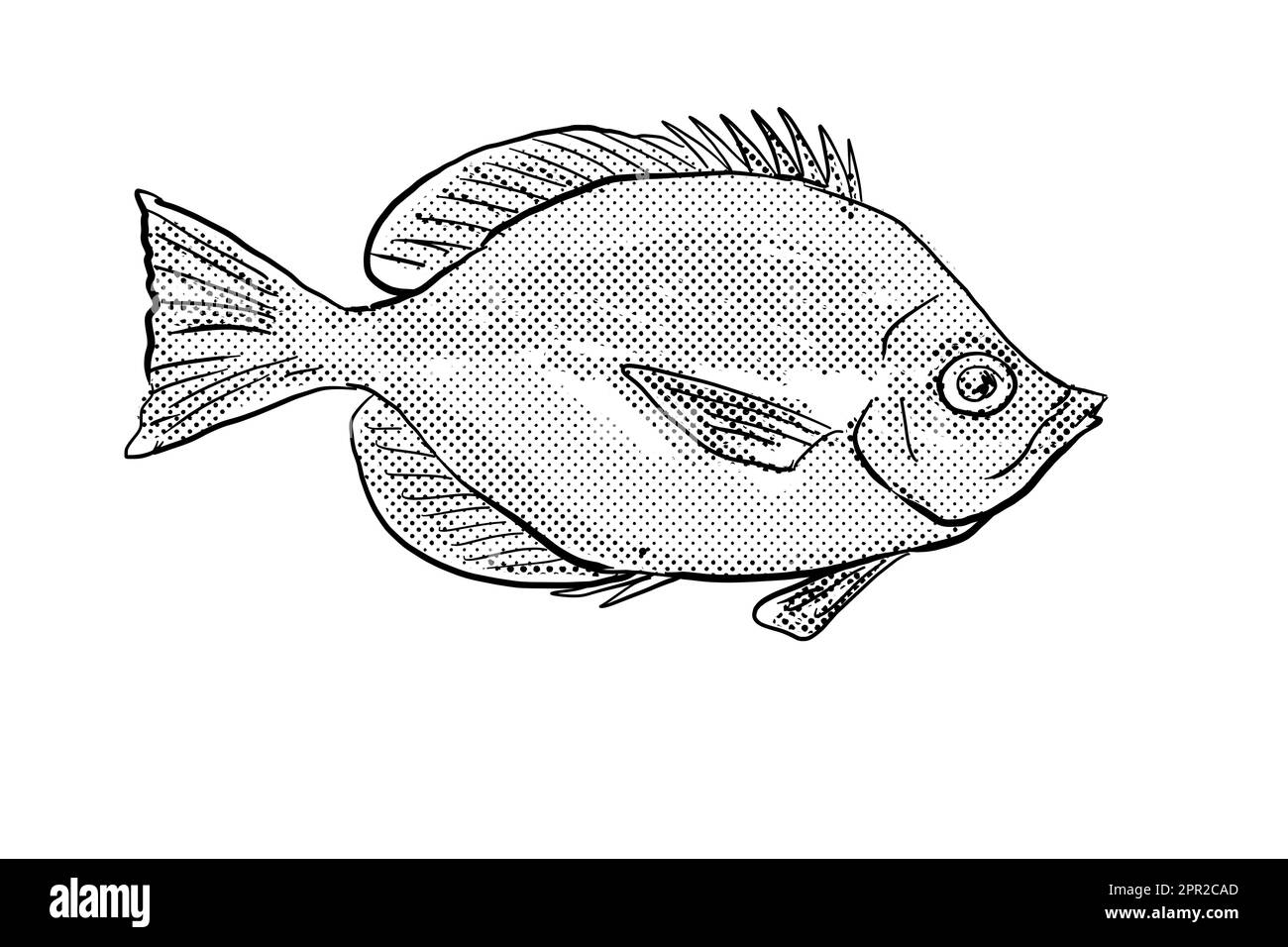 Zeichentrickzeichnung eines Hemitaurichthys thompson's Butterflyfish, eines Fischs, der auf Hawaii und hawaiianischen Inselgruppen endemisch ist, mit Halbtonpunkt Stockfoto