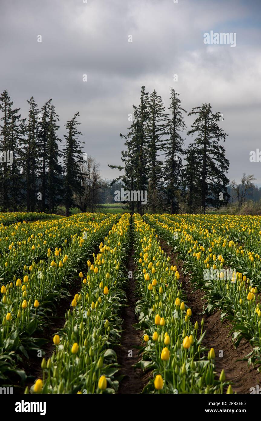 Reihen gelber Tulpen führen an einem Frühlingsmorgen in Woodburn, Oregon, zu Bäumen des pazifischen Nordwestens Stockfoto