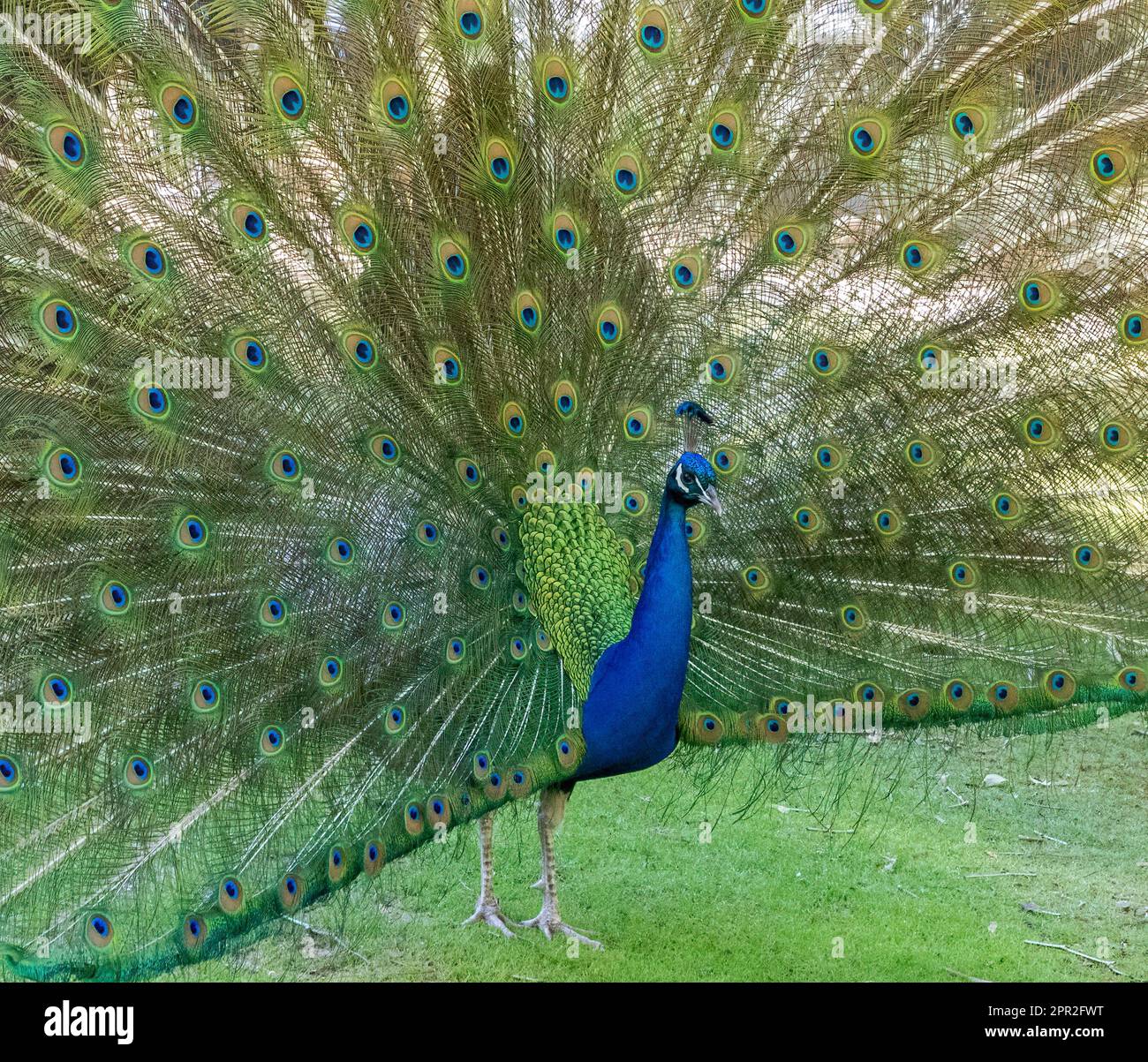 Peacock in Cataract Gorge, Launceston, Tasmanien, Australien Stockfoto