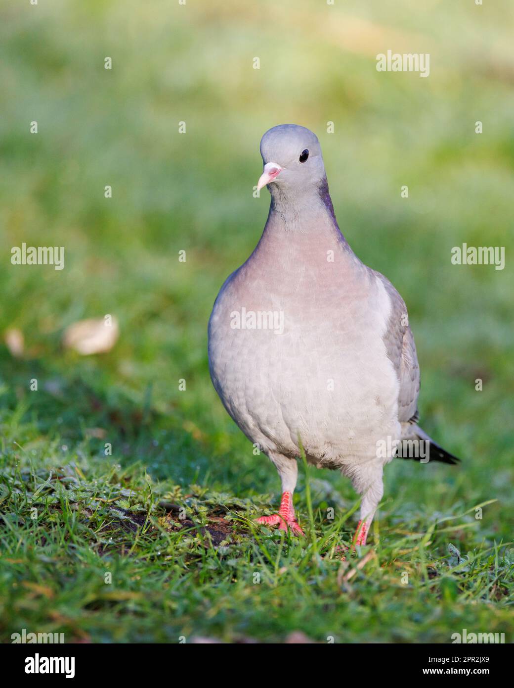 Stock Dove [ Columba Oenas ] auf dem Rasen Stockfoto