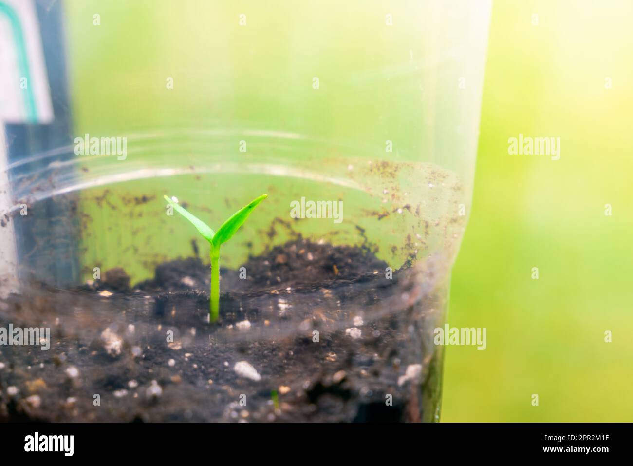 Setzlinge in einer transparenten Kunststoffbechernaht. Die ersten Zuchtblätter einer Keimpflanze aus einem Samen Stockfoto