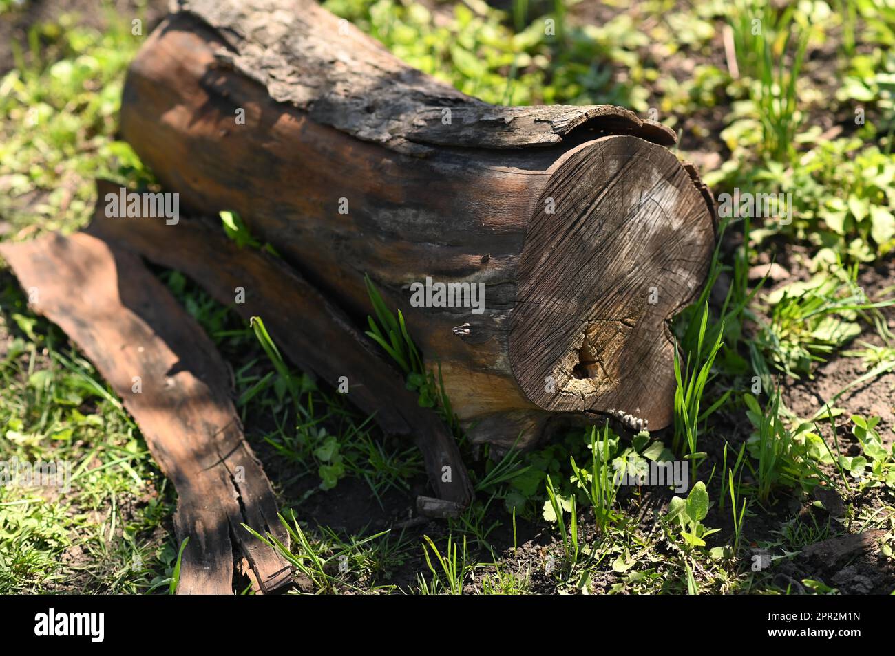 Auf dem Boden liegt ein alter Baumstamm. Die trockene Rinde ist gebrochen und fällt ab. Stockfoto