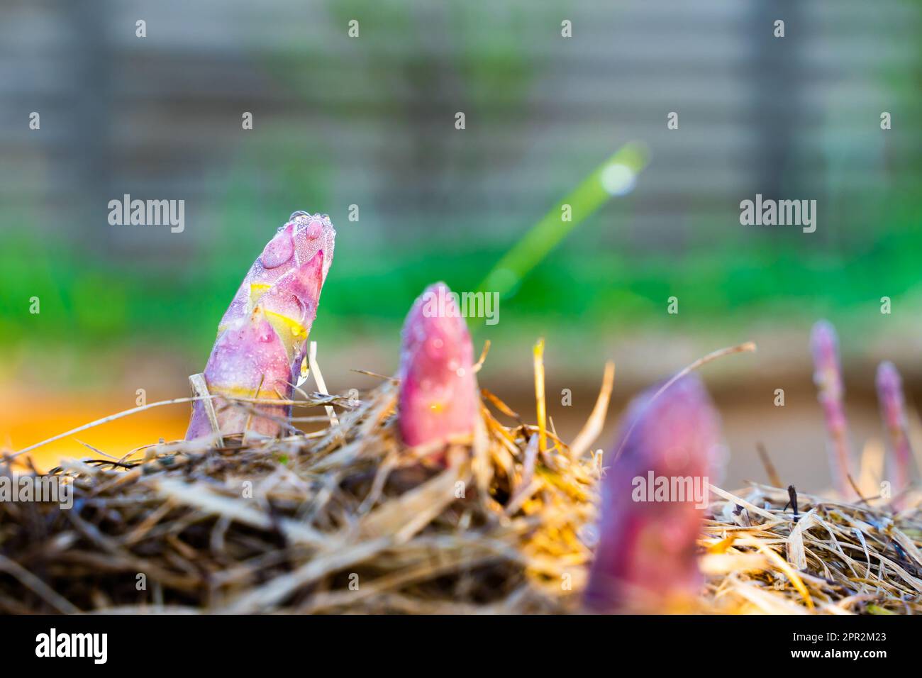 Essbarer Spargel wächst im Garten in Morgentau, aus nächster Nähe. Rosa junger Schuss von medizinischem Spargel. Gourmet-Gemüse anbauen Stockfoto