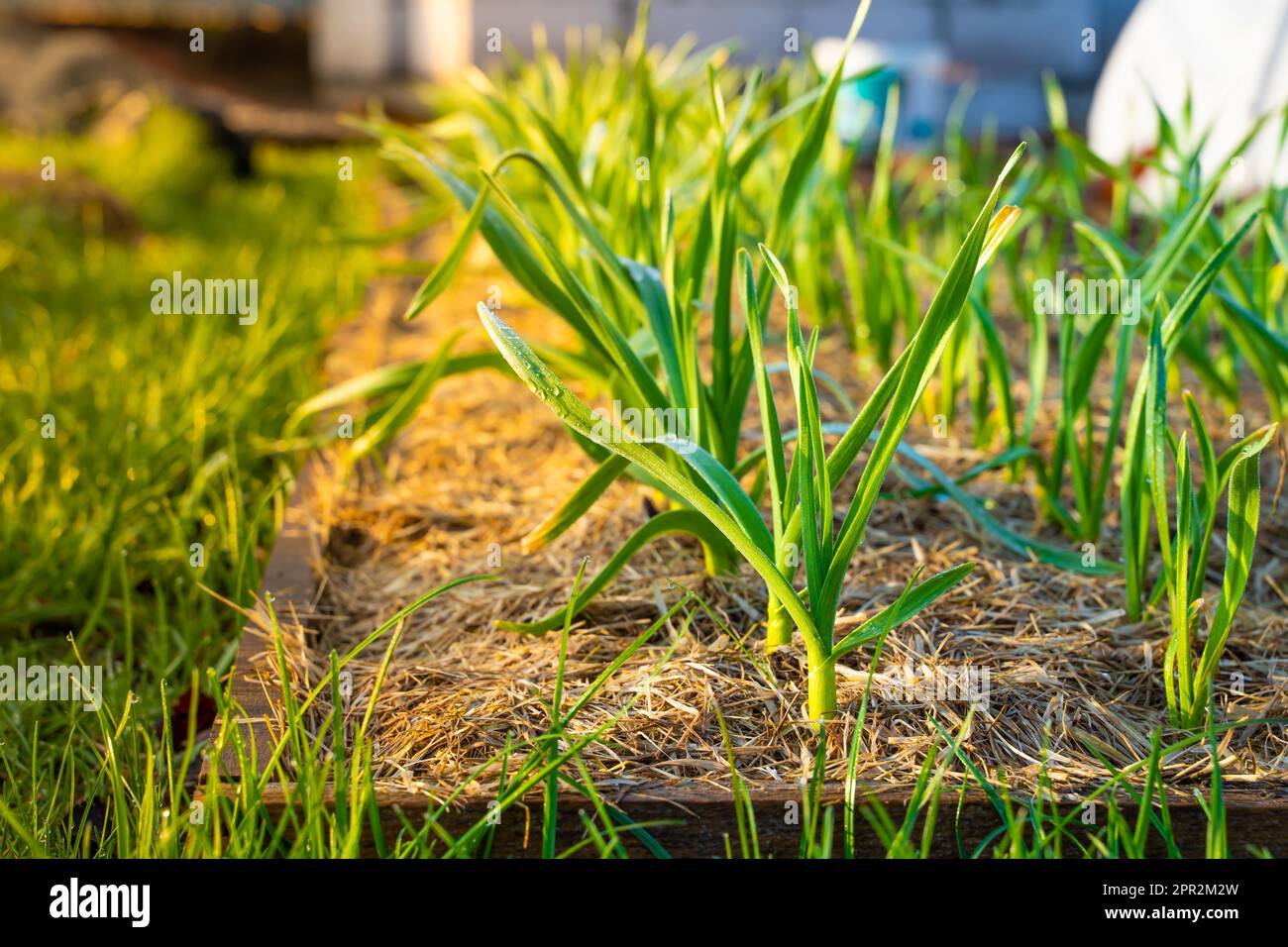 Knoblauch wächst im Gemüsegarten. Morgentau auf Pflanzen. Mulchen von Gartenboden im Frühjahr. Morgenlicht Stockfoto