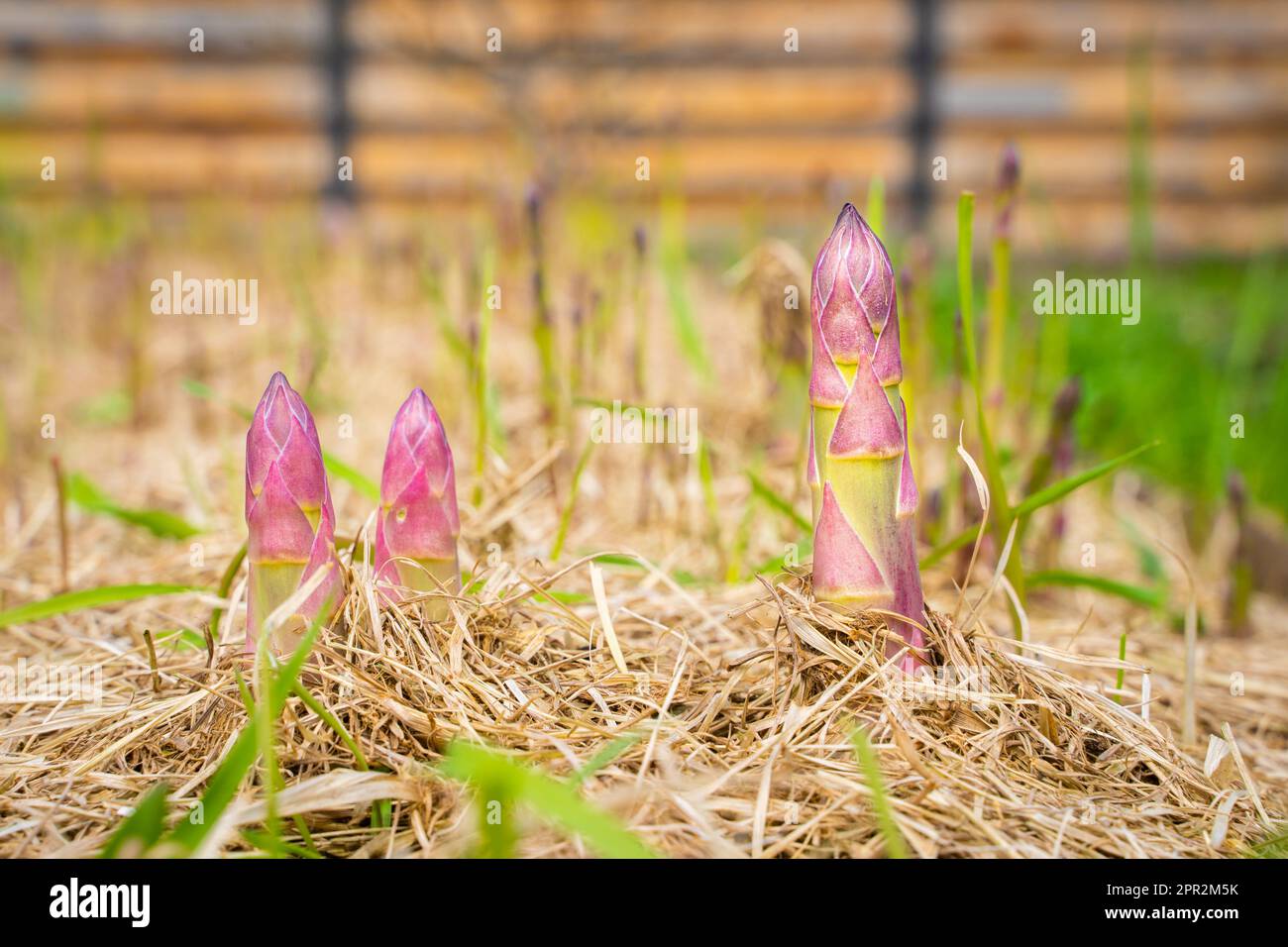 Spargelsprossen wachsen in einem Gartenbeet mit trockenem Grasmulch, Nahaufnahme Stockfoto
